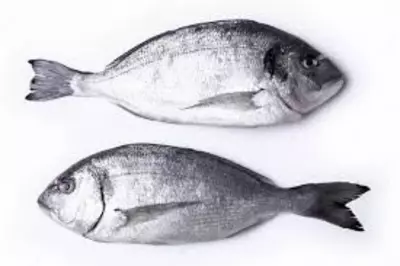 Дорадо свежемороженая 400 - 600г