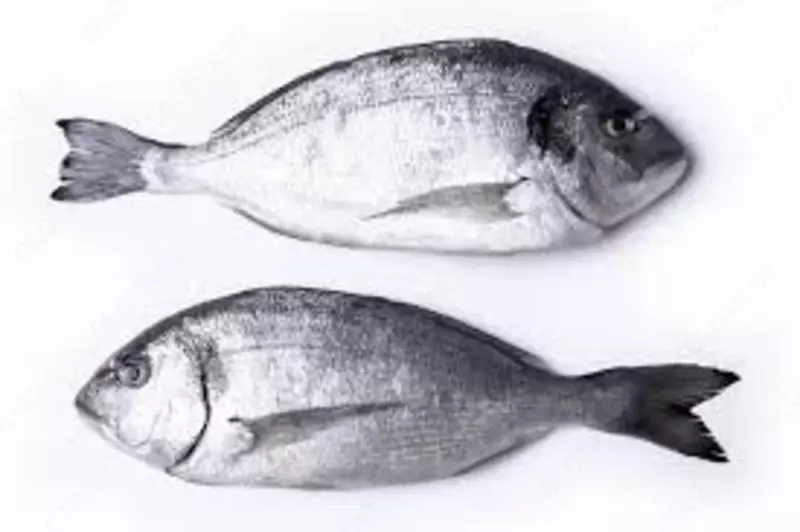 Дорадо свежемороженая 400 - 600г