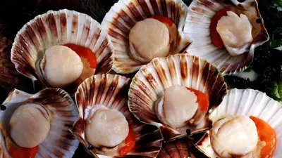 Морской гребешок в половине раквине