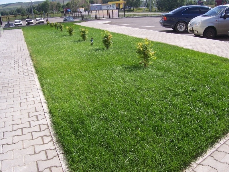 Посадка газона