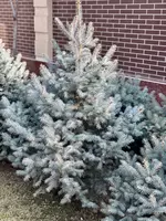 Голубая Ель