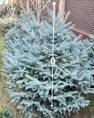 Ko‘k archa - 3 000 000 so'm / donadan