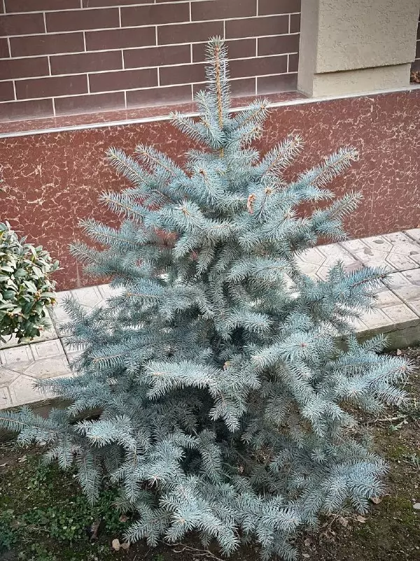 от {0} сум Голубая Ель