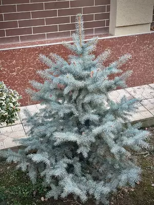 3 000 000 so'm / donadan Ko‘k archa