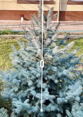 Ko‘k archa Ulgurji va chakana