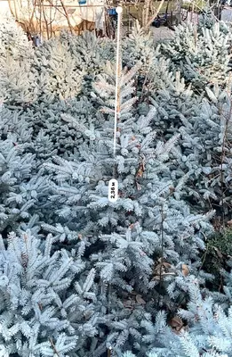 Ko‘k archa ЧП "NODIR KAFELLAR"