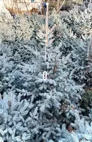 Голубая Ель ЧП "NODIR KAFELLAR"