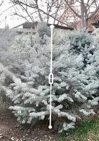 Голубая Ель - ЧП "NODIR KAFELLAR"