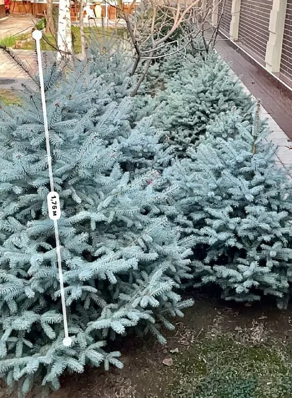 ЧП "NODIR KAFELLAR" - Голубая Ель