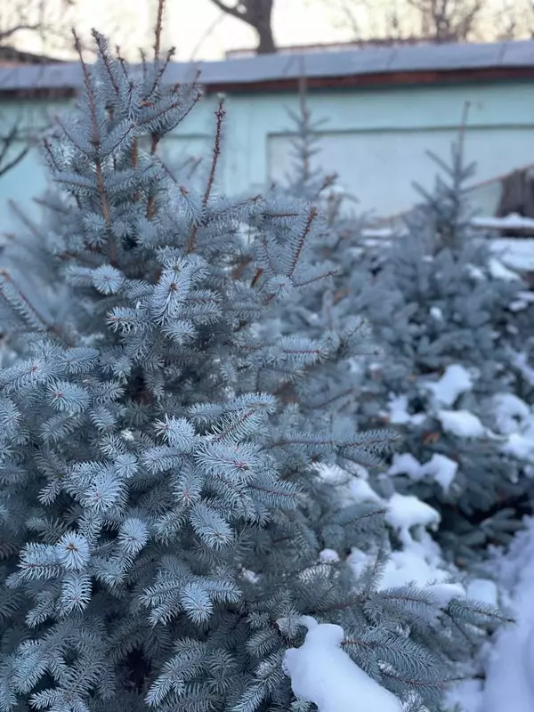 Голубая Ель Саженцы деревьев