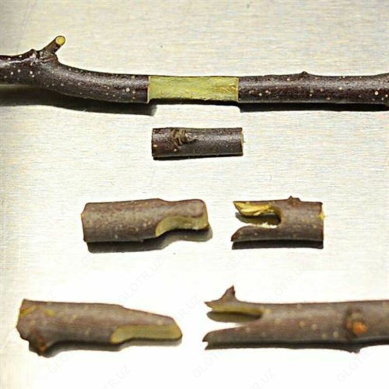   Прививочный секатор Due Buoi (Италия) 303/21