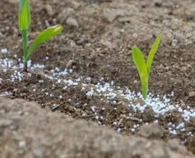 Сульфат аммония АО "Navoiyazot" уп. мешок по 50 кг