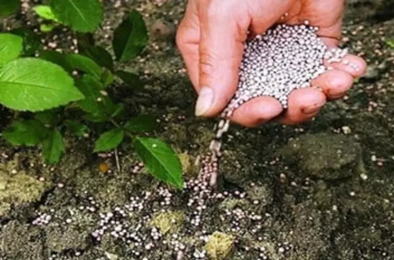 Простой суперфосфат (P₂O₅) АО "Navoiyazot"