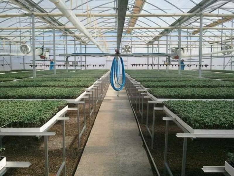 Строительство промышленных теплиц под ключ