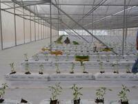  Строительство промышленных теплиц под ключ - SEMAK GROUP COMPANY