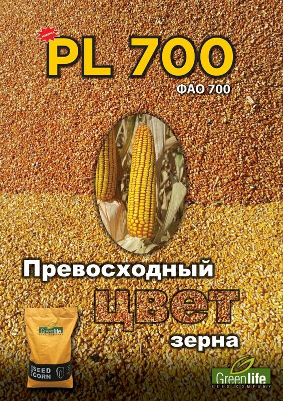  семена кукуруза (PL-538) - 
