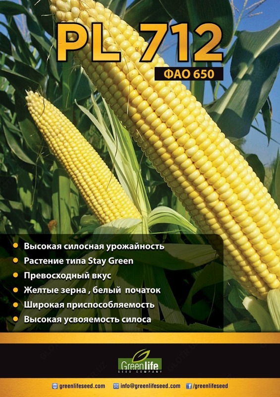 Семена кукуруза (PL-712)