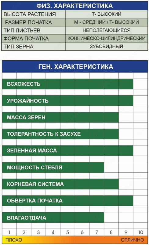 Семена кукуруза (PL-712) Оптом и розница