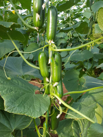 семена огурца (SEDIR F1) - от {0} сум