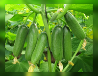 от {0} сум семена огурца (SEDIR F1)