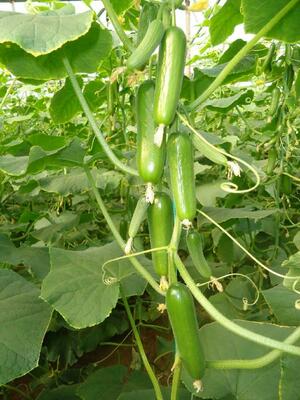 Bodring urug'lari (Bodring urugi)