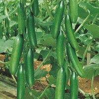 семена огурца (KAPTAN F1) - от {0} сум