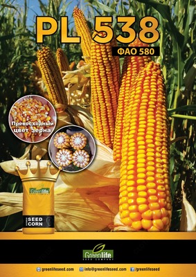 Семена кукурузы