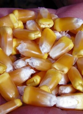 Семена кукурузы Оптом и розница