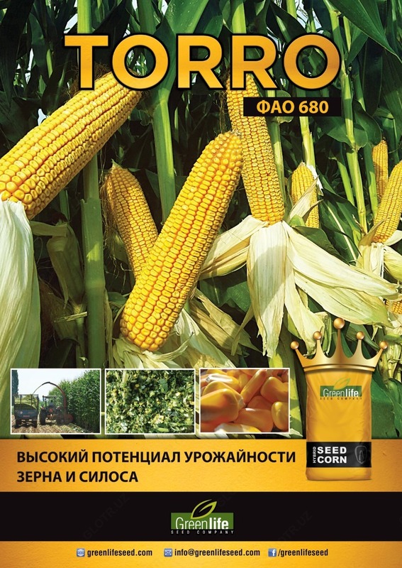 Семена кукуруза (Маккажухори уруги) TORRO
