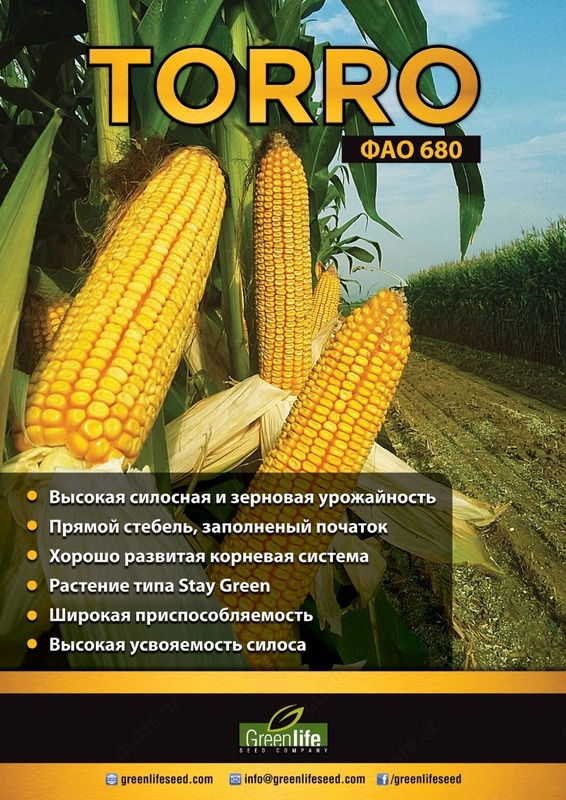 Семена кукуруза (Маккажухори уруги) TORRO - от {0} сум