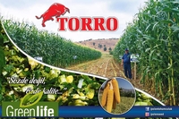 от {0} сум Семена кукуруза (Маккажухори уруги) TORRO