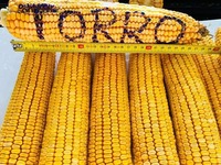 Семена кукуруза (Маккажухори уруги) TORRO Оптом и розница