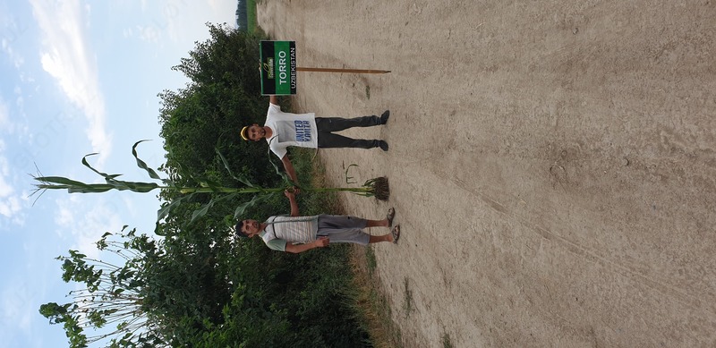 Семена кукуруза (Маккажухори уруги) TORRO - OOO HAMKOR AGRO LUX