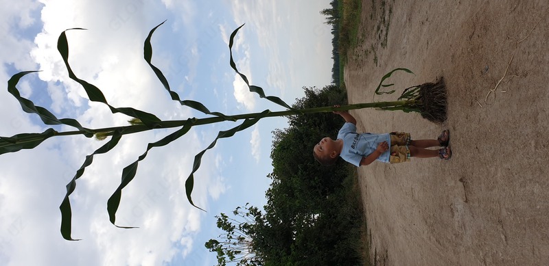 Семена кукуруза (Маккажухори уруги) TORRO - Зерновые культуры