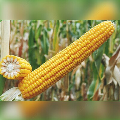 Семена кукуруза (Маккажухори уруги) КРЕМЕНЬ 200 СВ - от 1 500 000 сум / шт.