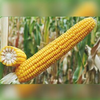 Misr urug'lari (Makkazxuxori urugi) Flint 200 ST - {0} so'mdan