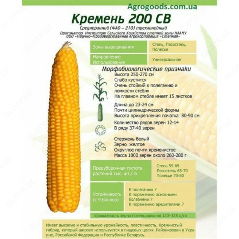 {0} so'mdan Misr urug'lari (Makkazxuxori urugi) Flint 200 ST