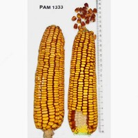Семена кукуруза (Маккажухори уруги) РАМ 1333 - от {0} сум