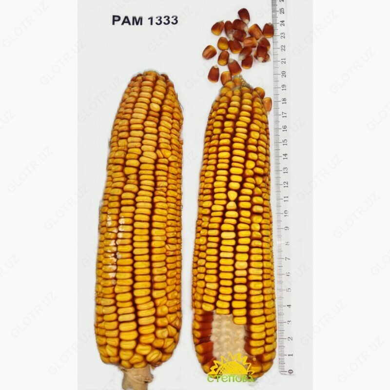 Семена кукуруза (Маккажухори уруги) РАМ 1333 - от {0} сум
