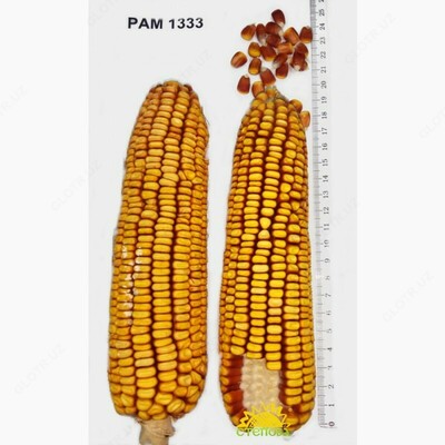 Семена кукуруза (Маккажухори уруги) РАМ 1333 - от 1 500 000 сум / шт.