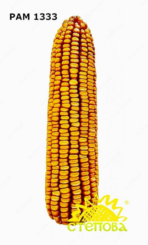 от {0} сум Семена кукуруза (Маккажухори уруги) РАМ 1333