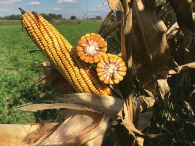 2-si 1-da xususiy fantaziya lagunasi: quyosh, plyaj va jinsiy aloqa Legginglarda seksual dumbalar