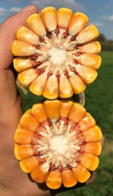 от 1 500 000 сум / кг. Семена кукурузы PL 700