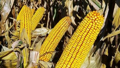 Семена кукурузы PL 630