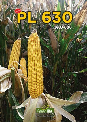 Семена кукурузы PL 630 - от 1 500 000 сум / кг.