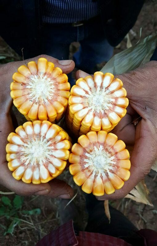 Семена кукурузы PL 630 OOO HAMKOR AGRO LUX