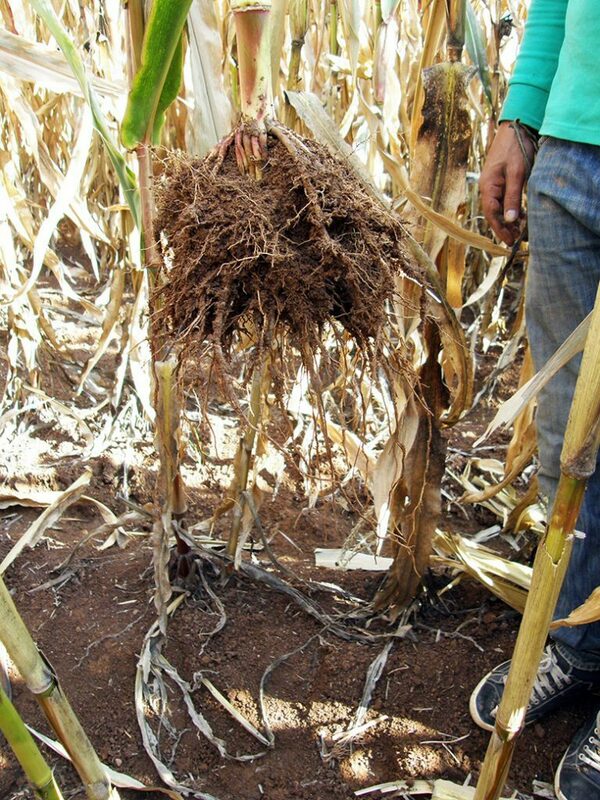 Семена кукурузы PL 630 - OOO HAMKOR AGRO LUX