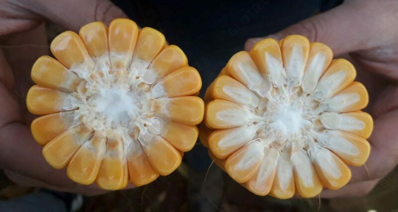 Семена кукурузы PL 697 - от 1 500 000 сум