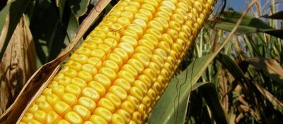 Семена кукурузы PL 71