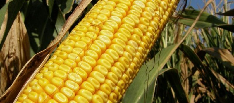 Семена кукурузы PL 71